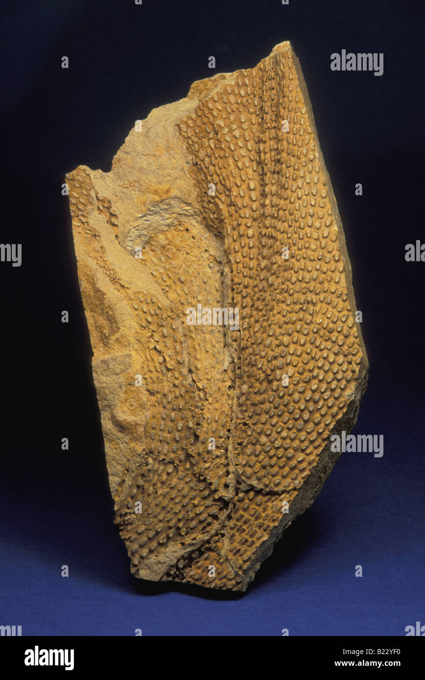 Bryozoan Fossilien Stockfoto