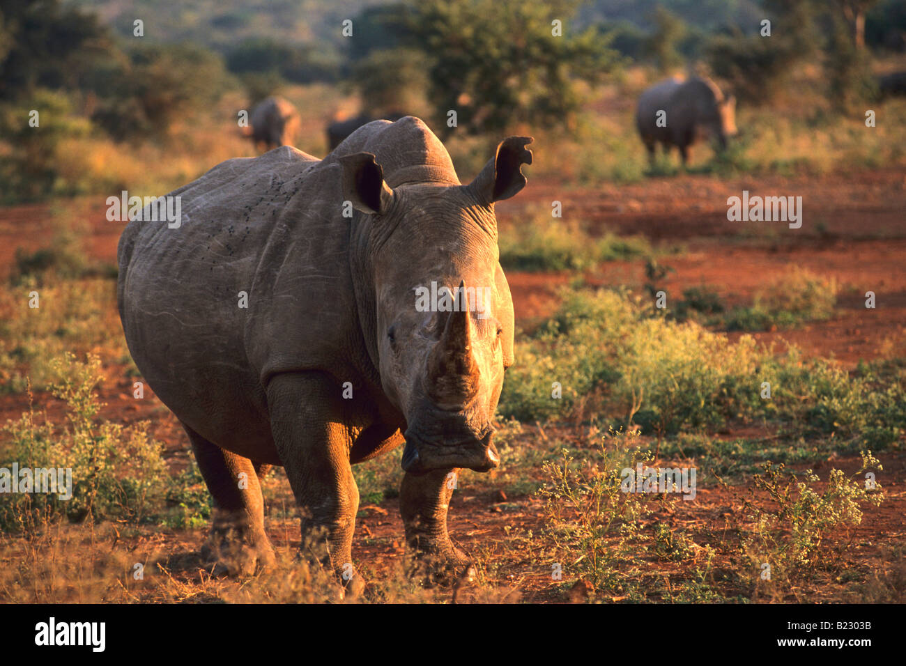 Nashorn stehend im Wald Stockfoto