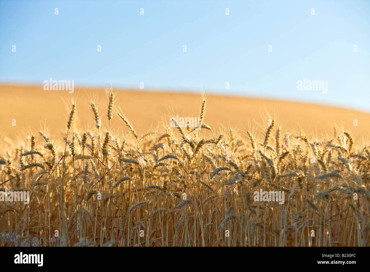 Die Stiele reifen Weizen. Stockfoto