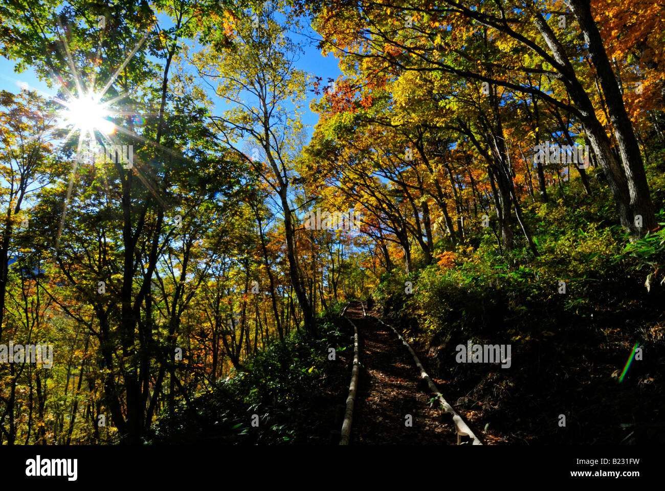 Herbstliche Laub der Alpen Shiga Kogen Höhen Joshin Etsu Nationalpark Japan Japan Stockfoto