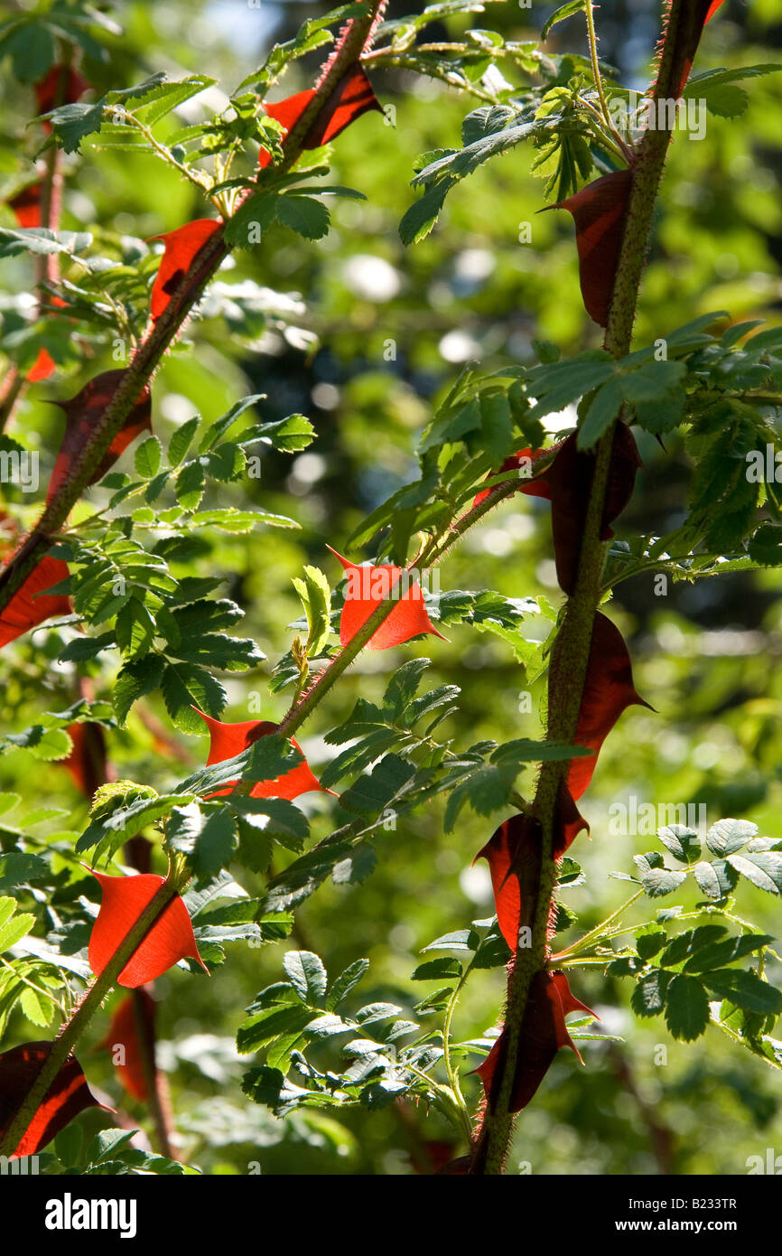 extravagant großen Rosendornen Stockfoto