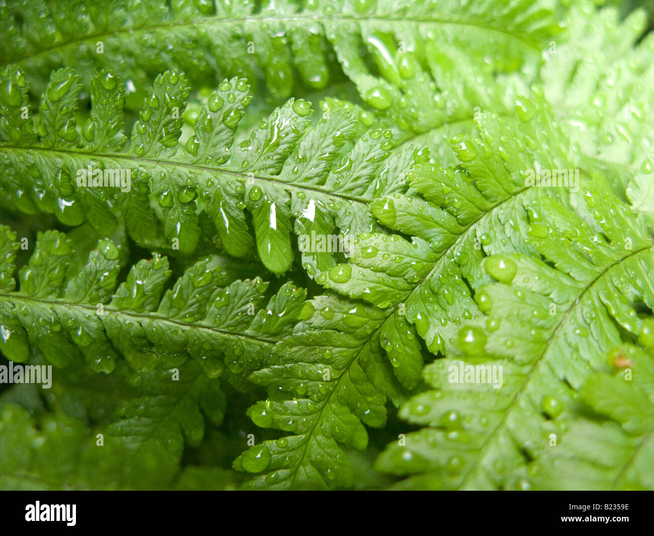 Grüne Farn Blatt mit Wassertropfen nach Regen. Studie mit kühlem Wasser tropft auf gewebte Farne. Stockfoto