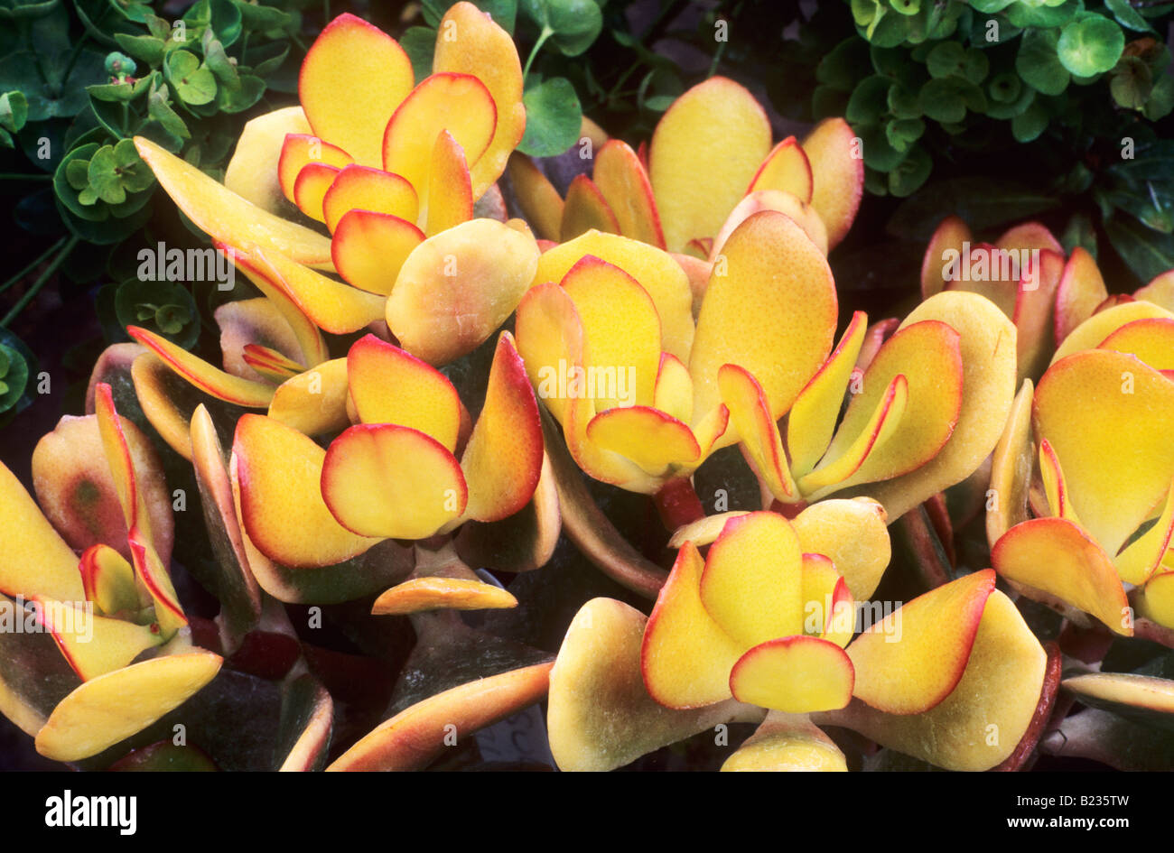 Crassula Ovata 'Hummels Sunset' Argentea saftigen gold gelbes Blatt Blattpflanze  Zimmerpflanze Stockfotografie - Alamy