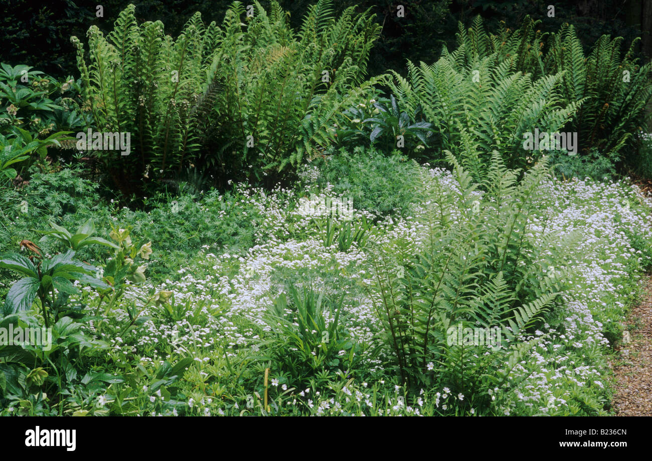 Wald Wild Waldmeister Galium Odoratum Farne Pensthorpe Welle