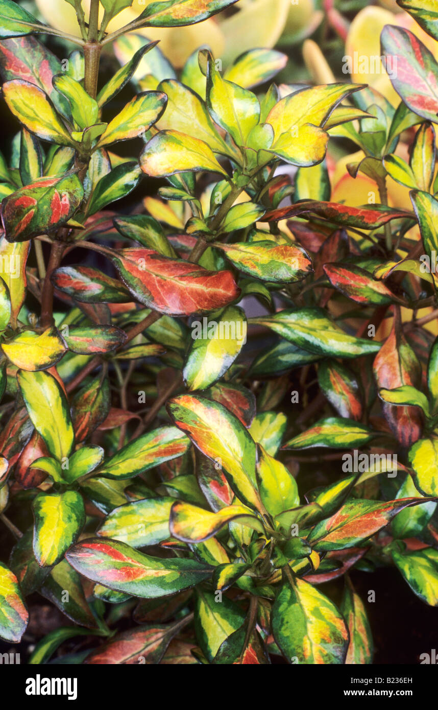 Coprosma "Abendrot" bunte Blattpflanze grüne gelbe rote Blatt Gartenpflanze Stockfoto