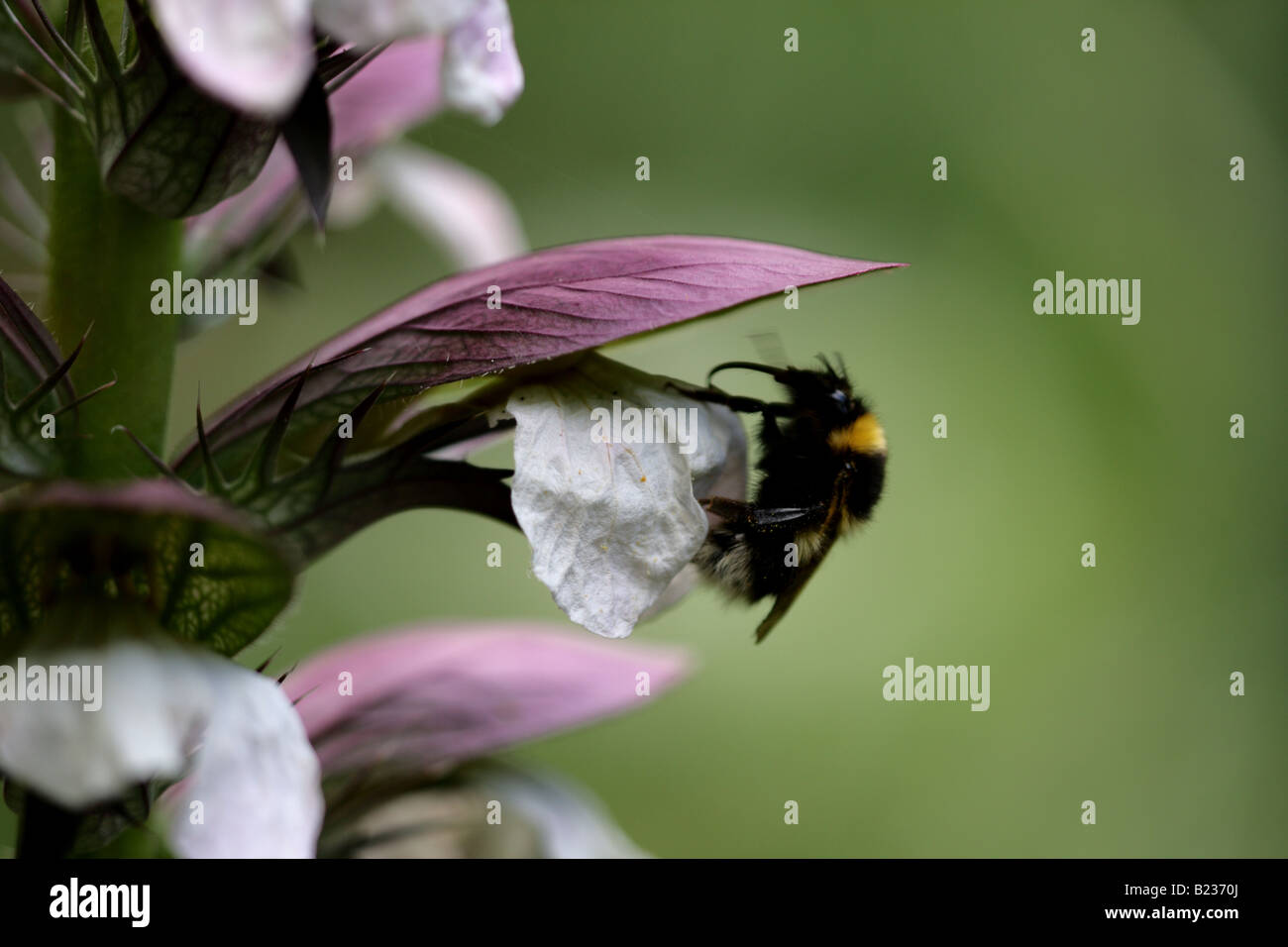 Bumble Bee in BEARS BREECHES (Acanthus mollis) Stockfoto