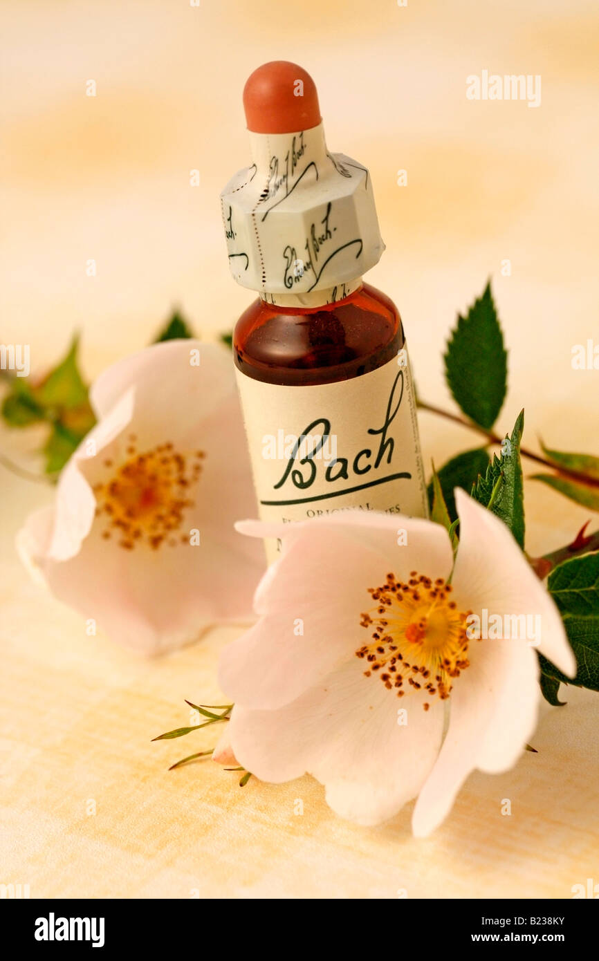 Wild rose Rosa Canina s Bachblüten beheben Stockfoto