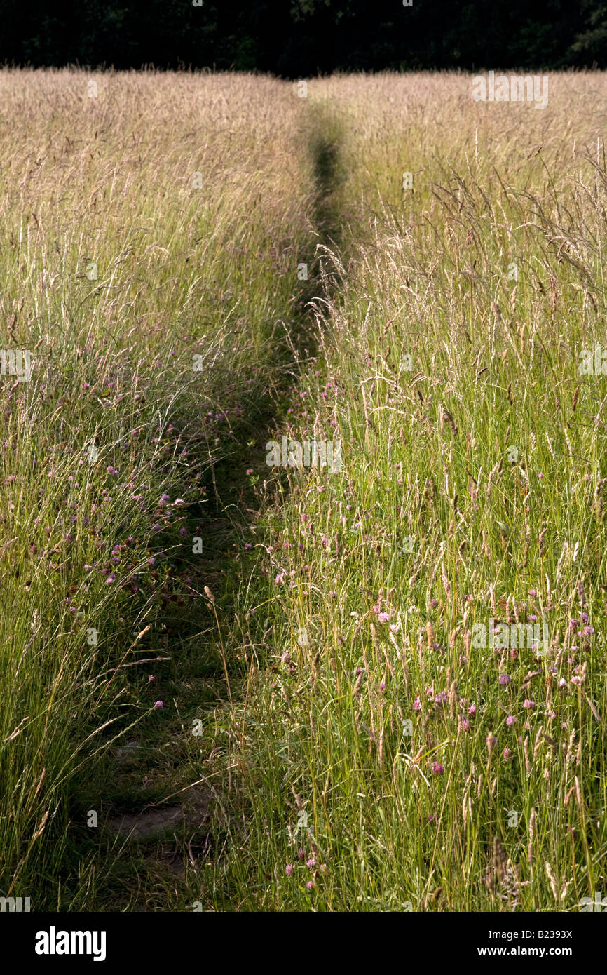 Weg durch das Gebiet der wilden Gräsern England Stockfoto