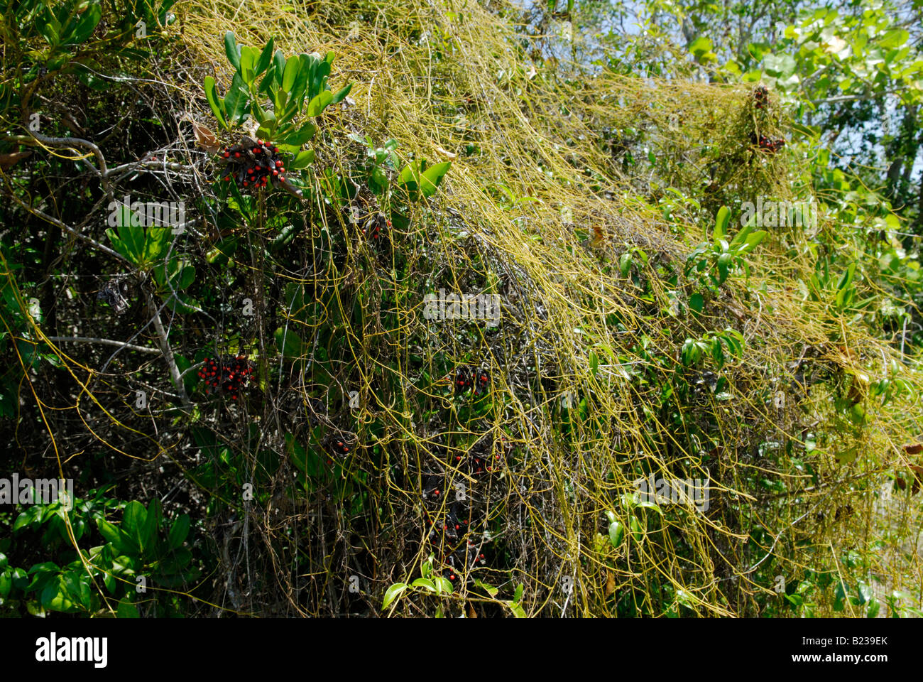 Dodder Rebe auch bekannt als Liebe Rebe Cuscuta sp ersticken Wirtspflanze Stockfoto