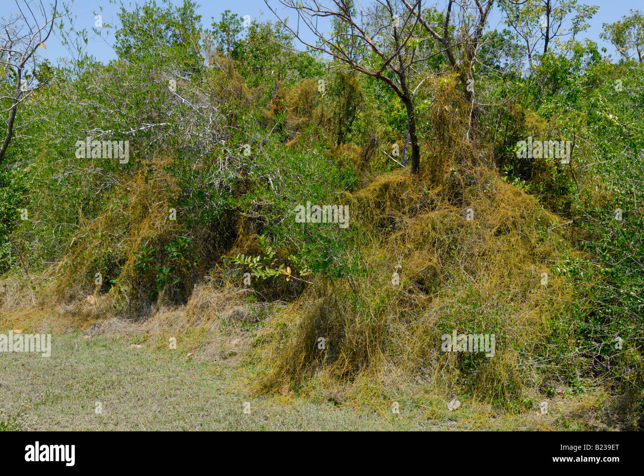 Dodder Rebe auch bekannt als Liebe Rebe Cuscuta sp ersticken Wirtspflanze Stockfoto
