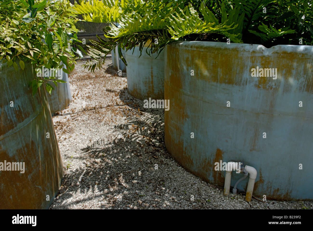 "Wohnmaschine" natürliche Abwasserreinigung, Corkscrew Swamp Audubon Sanctuary Stockfoto