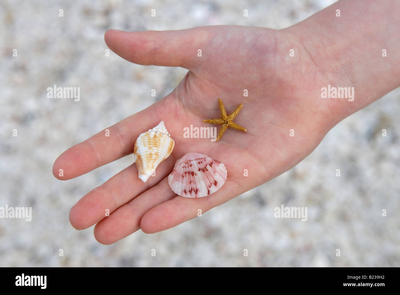 Kind hält Muscheln und "Sea Star" am Strand von Sanibel Island Florida Stockfoto