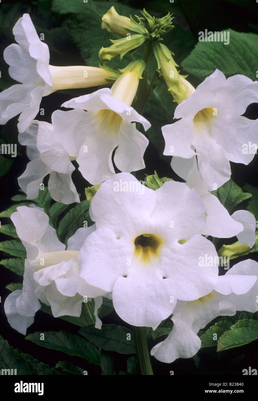 Incarvillea delavayi -Fotos und -Bildmaterial in hoher Auflsung  Alamy