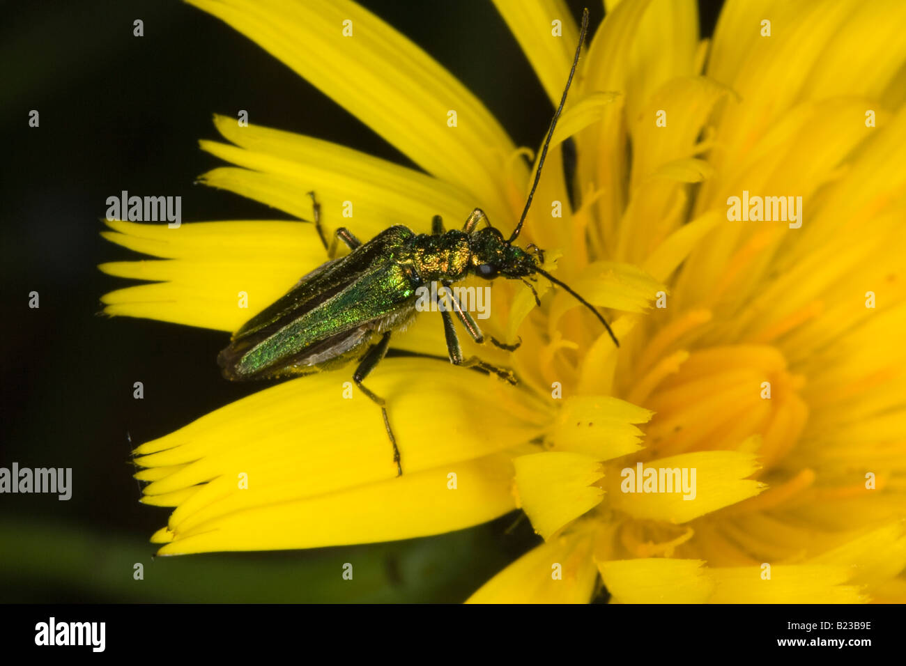 Weibliche dicken Beinen Blume Käfer (Oedemera Nobilis) Stockfoto