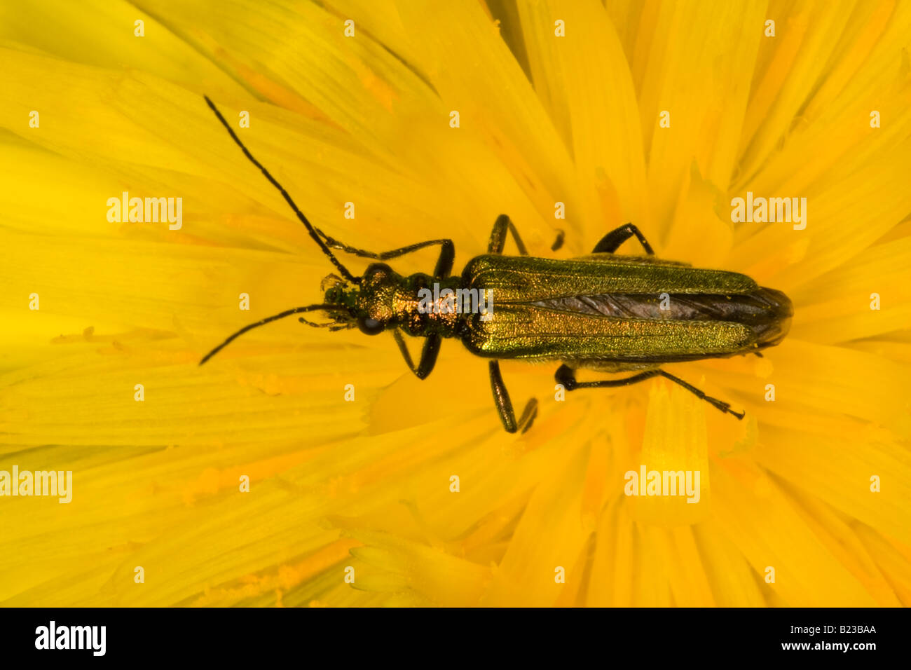 Weibliche dicken Beinen Blume Käfer (Oedemera Nobilis) Stockfoto