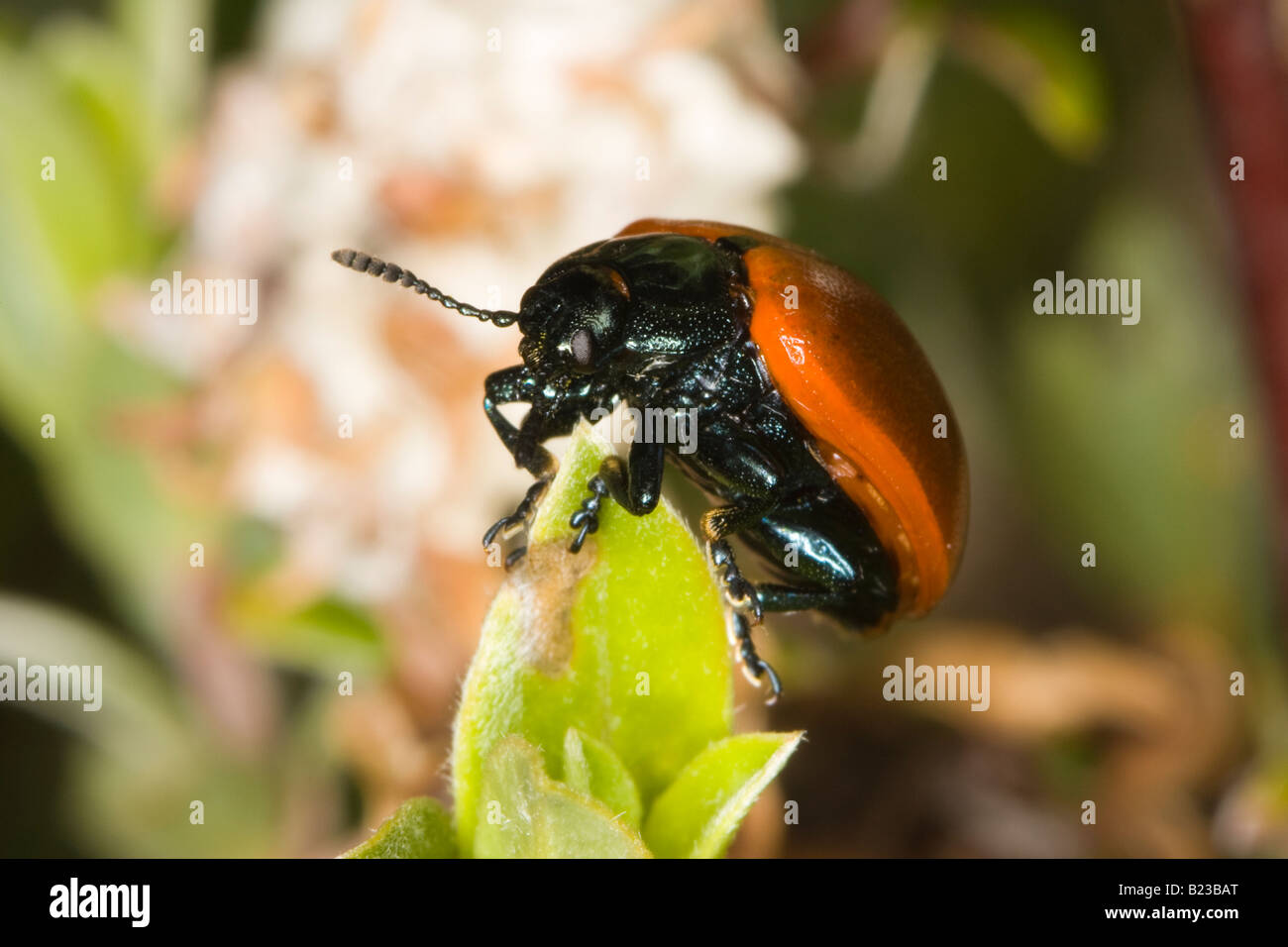 Rot Pappel Getreidehähnchen (Chrysomela Populi) Stockfoto