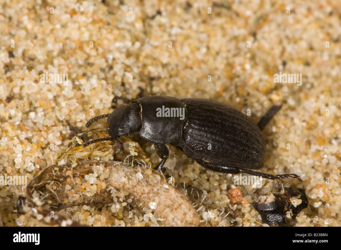 Darkling Käfer (Phylan Gibbus) kriechen über sand Stockfoto