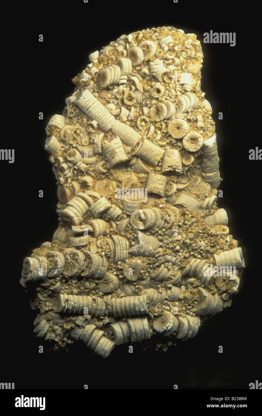 Peitschenkorallen Fossilien (Meer Lilien) Stockfoto