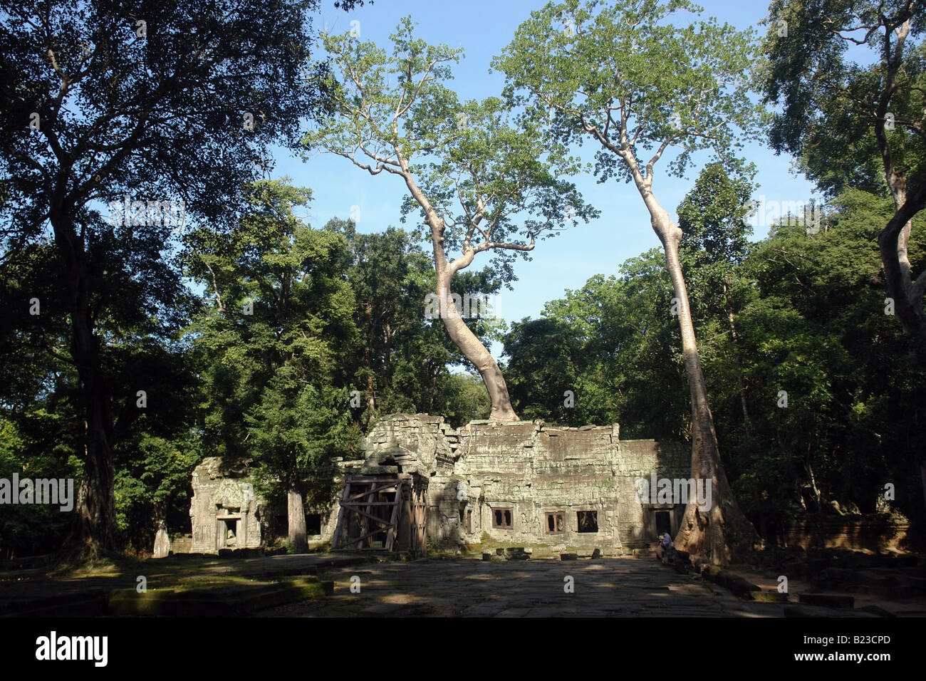 Von Bäumen umgebenen alten Ruinen der Tempel Ta Prohm Kambodscha Stockfoto