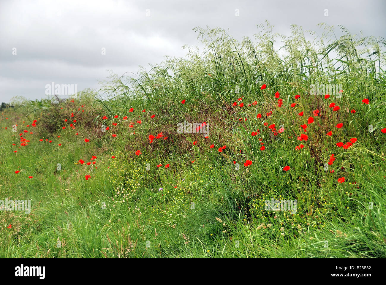 Rote Mohnblumen bei Crecy Stockfoto