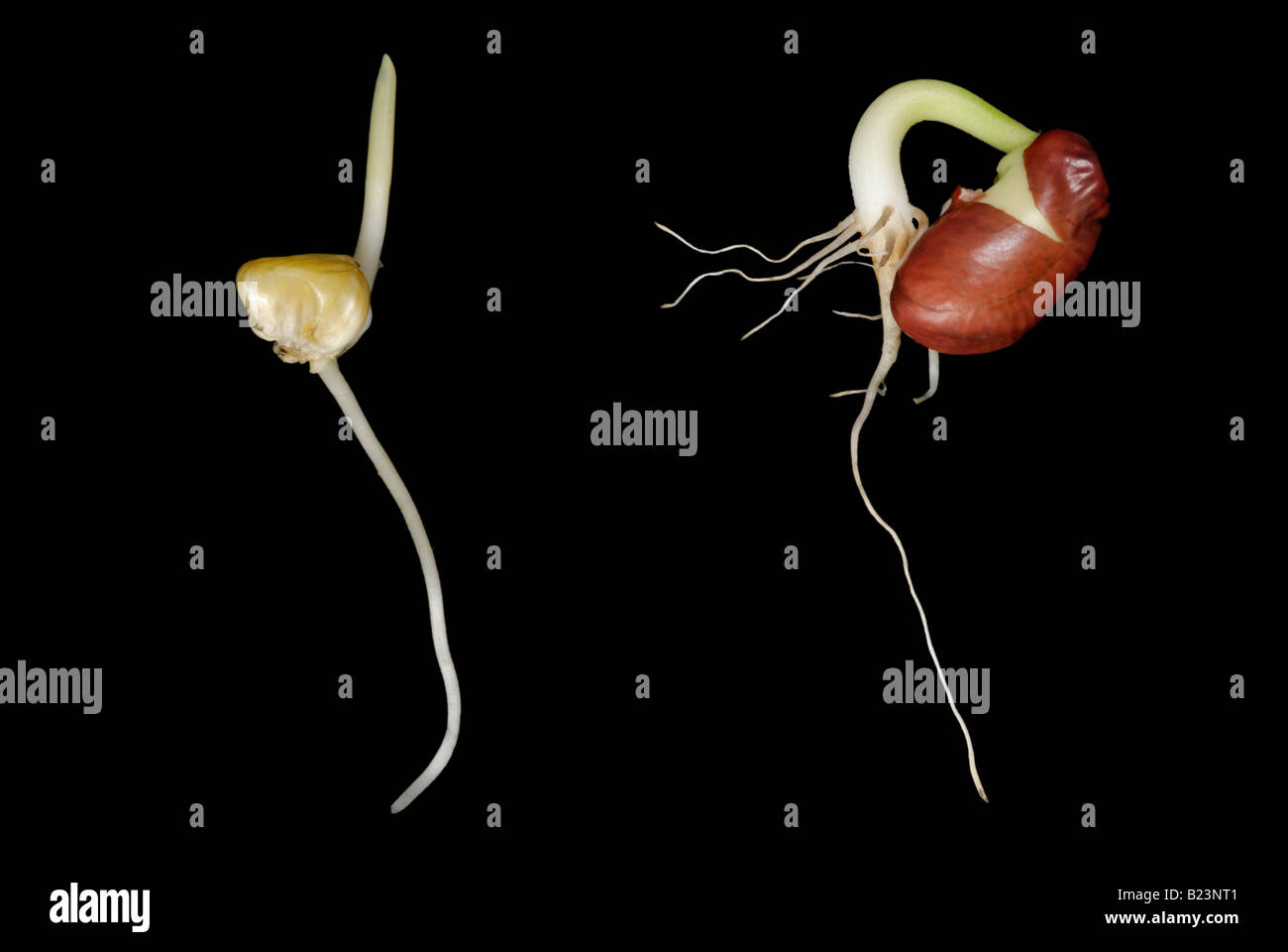 Monocot Dicot Entwicklung Vergleich Stockfoto