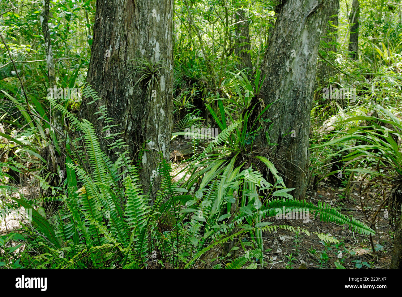 Old Growth Sumpfzypresse Taxodium Distichum Wald Corkscrew Swamp Audubon Sanctuary Stockfoto