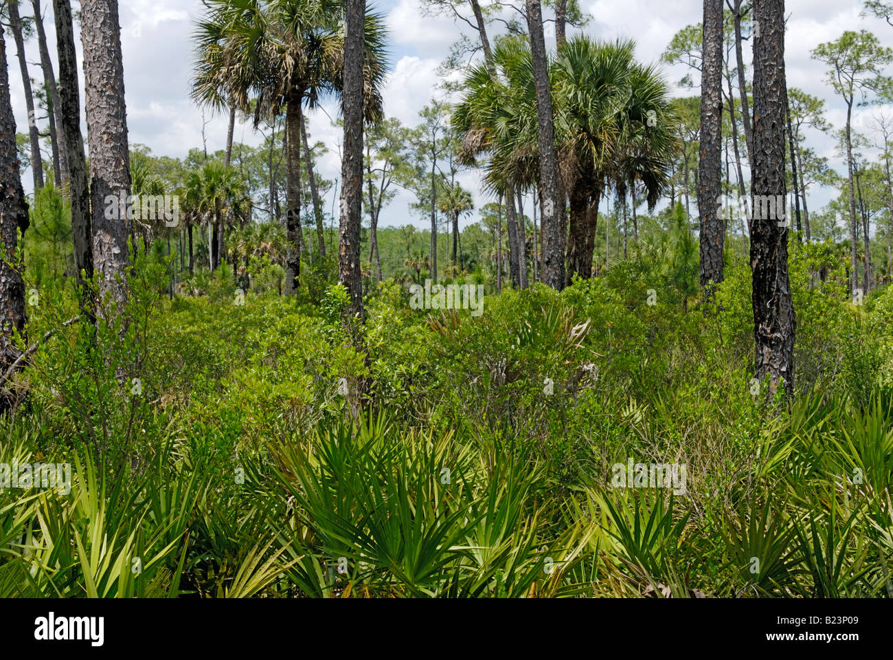 Pine Flatwood Ökosystem im südlichen Florida Corkscrew Swamp Audubon Sanctuary Stockfoto