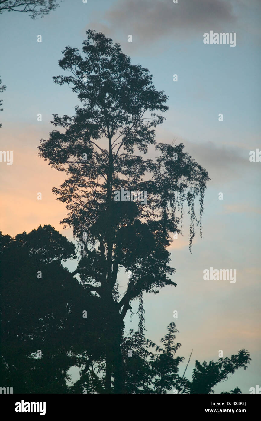 Regenwald-Baum Silhouette in der Abenddämmerung Gunung Mulu National Park Sarawak Malaysia Stockfoto