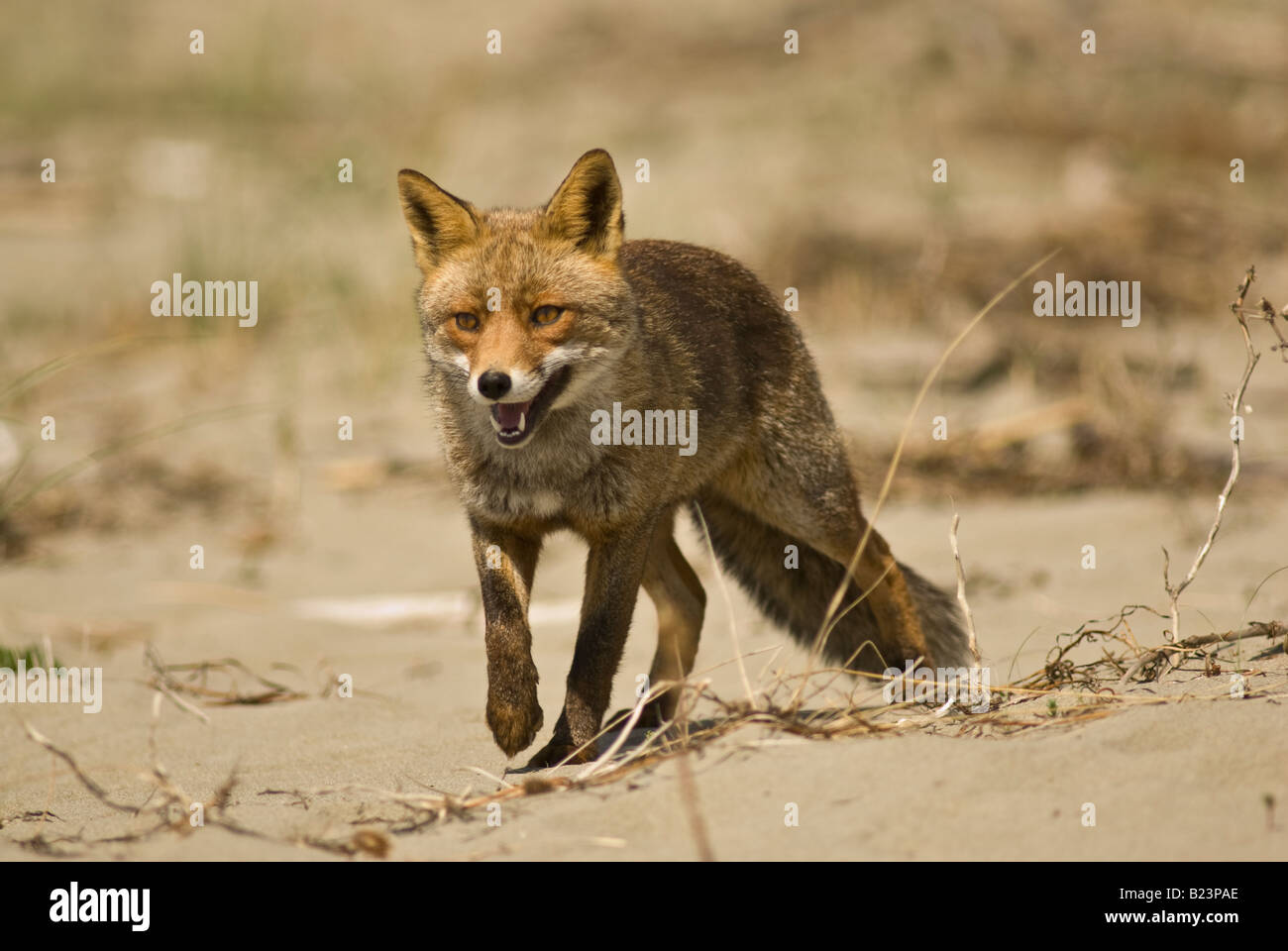 Vulpes Vulpes, fox, Nationalpark Maremma, Toskana, Italien Stockfoto