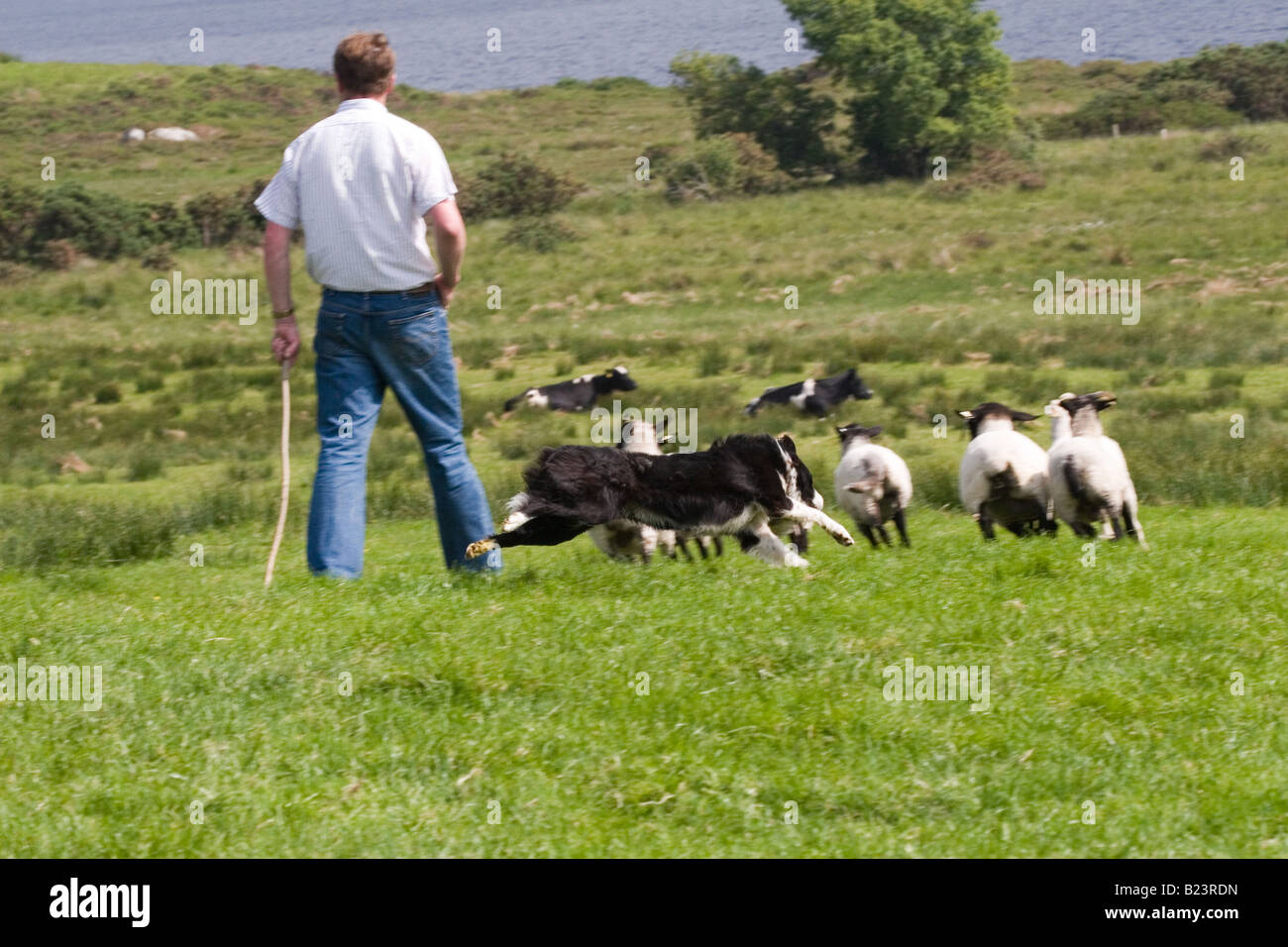 Ein Border-Collie Herden Suffolk Schafe mit Besitzer auf einem Bauernhof in der King of Kerry. Stockfoto