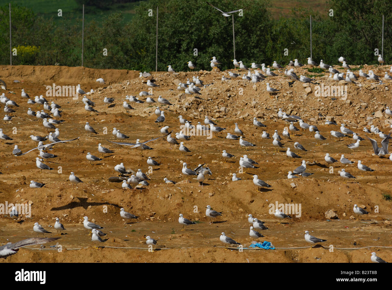 Larus Argentatus, Silbermöwe, Latina, Italien Stockfoto