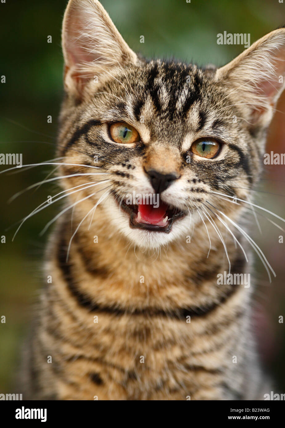 Eine junge Tabby Katze miauen. Stockfoto
