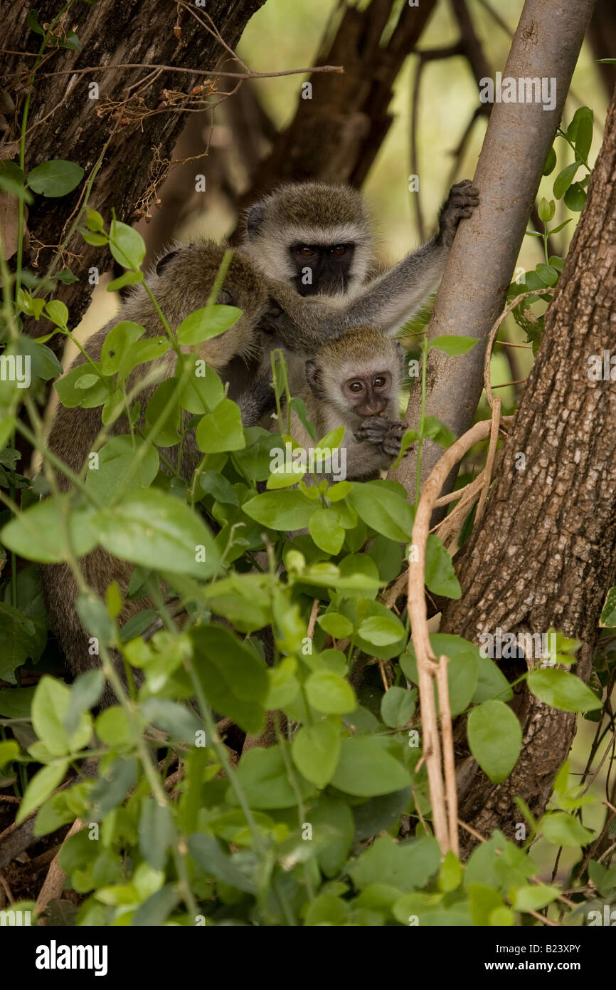 Vervet Affen mit jungen, in einem Baum am Lake Manyara in Tansania Stockfoto