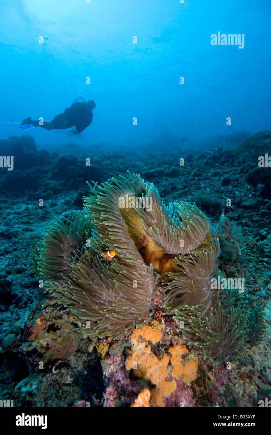 Scuba Diver, Indonesien. Stockfoto