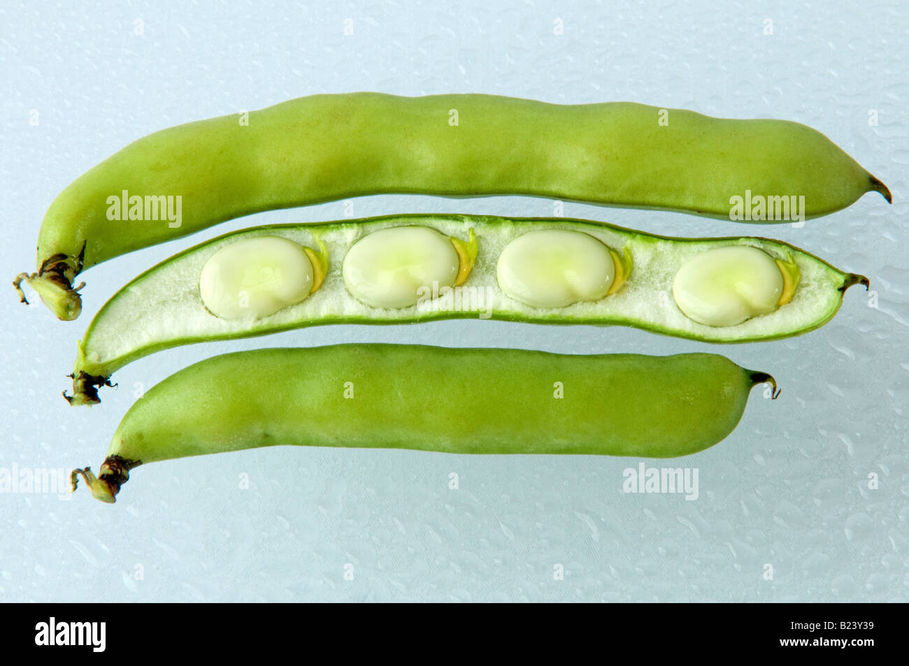 Bio Gemüse - Bohnen im Pod - Studio Stockfoto