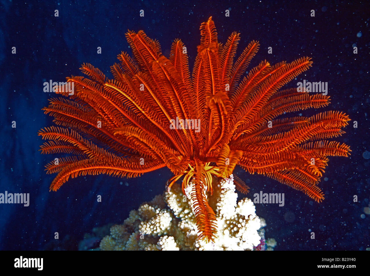 Nahaufnahme, rote Featherstar auf Korallen bei Osprey Reef "Great Barrier Reef" Australia Stockfoto