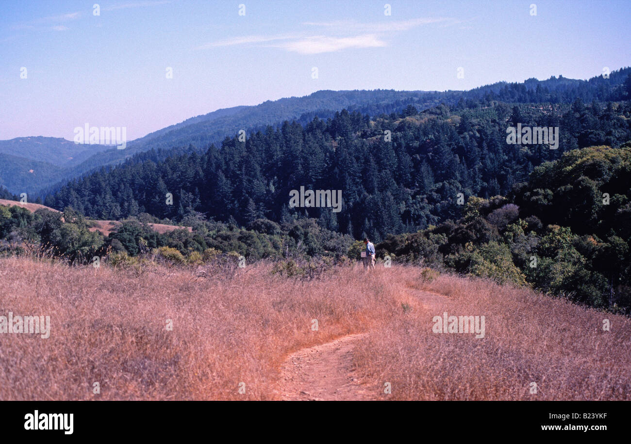 Pflanzen Sie Gemeinschaften Monte Bello Open Space Preserve Santa Cruz Mountains Kalifornien USA Stockfoto