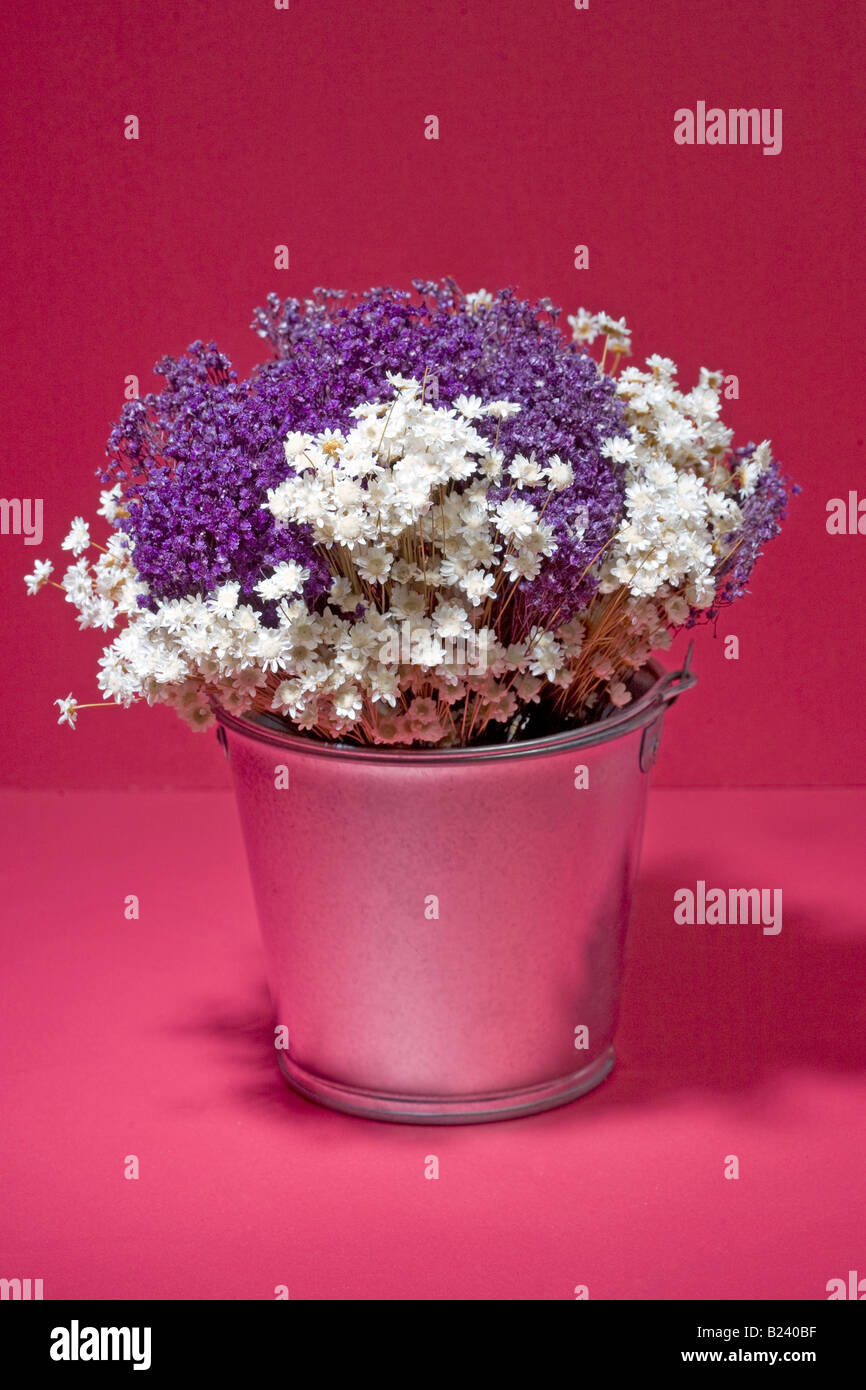 roten weißen und blauen Blüten im Eimer Stockfoto