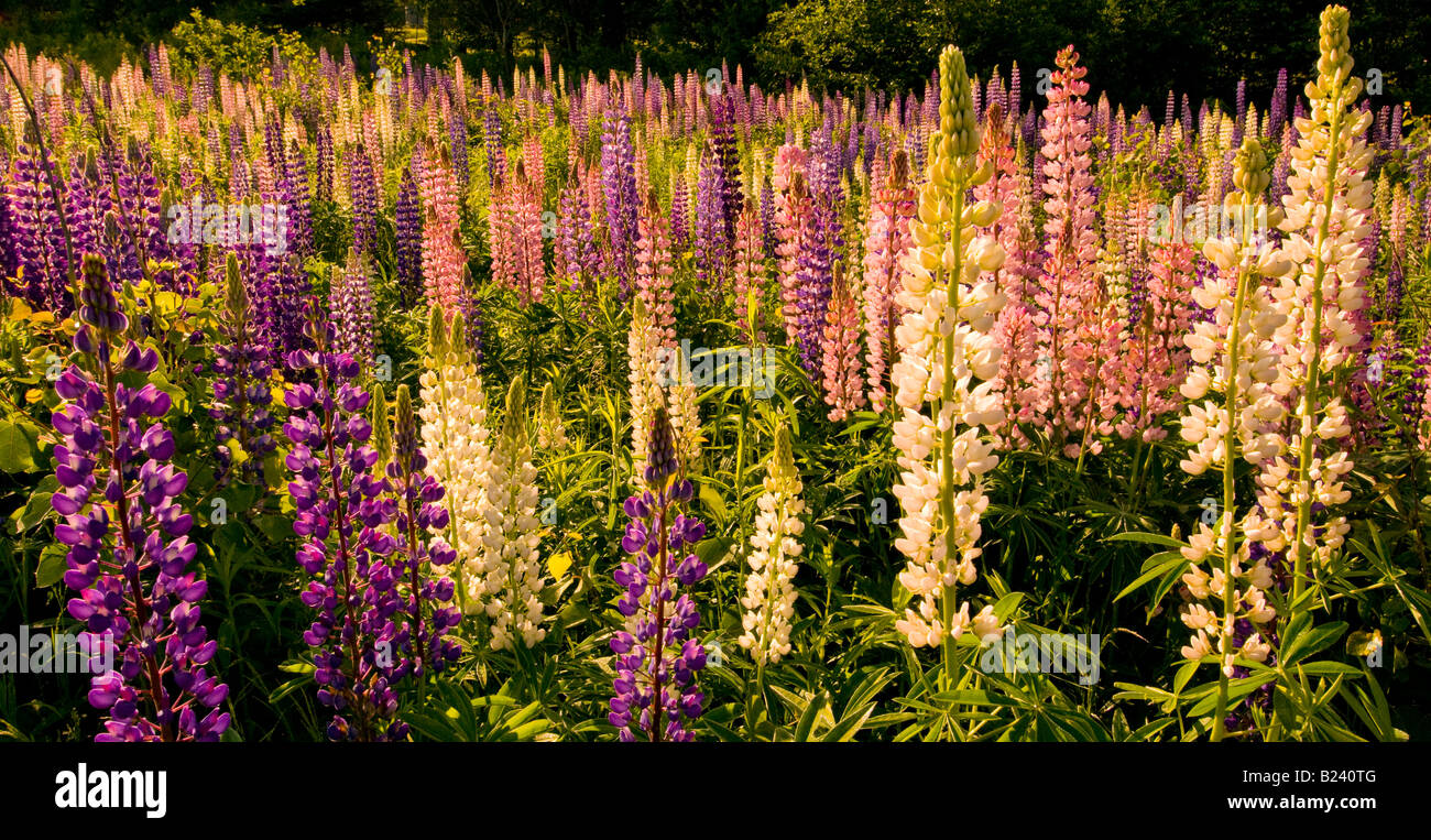 Kanada-New Brunswick-Landschaft der Multi farbige lupine Blumen Fundy Küste der Region Bay Of Fundy Stockfoto