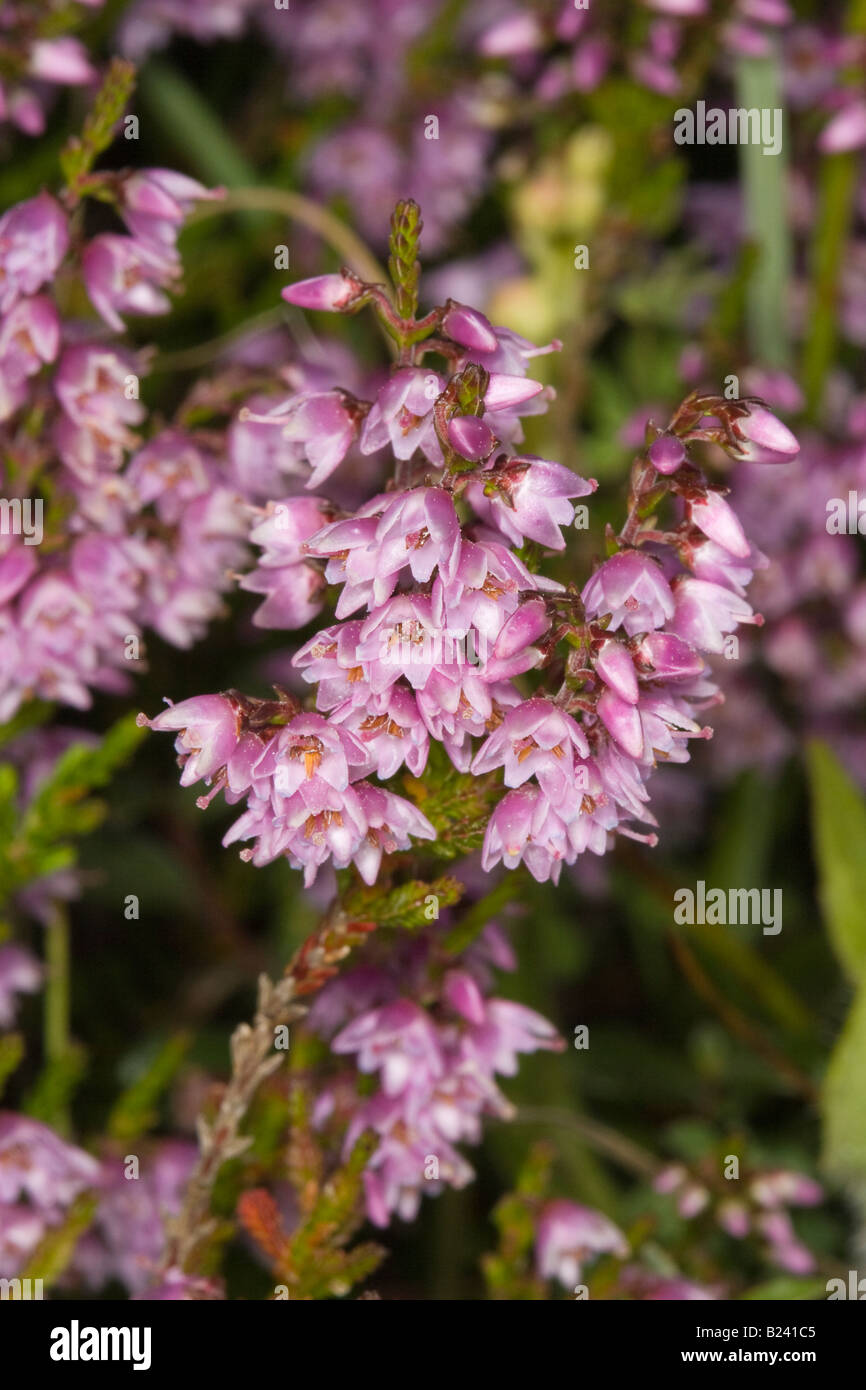 Nahaufnahme des gemeinsamen Heidekraut (Calluna Vulgaris) Blumen Stockfoto