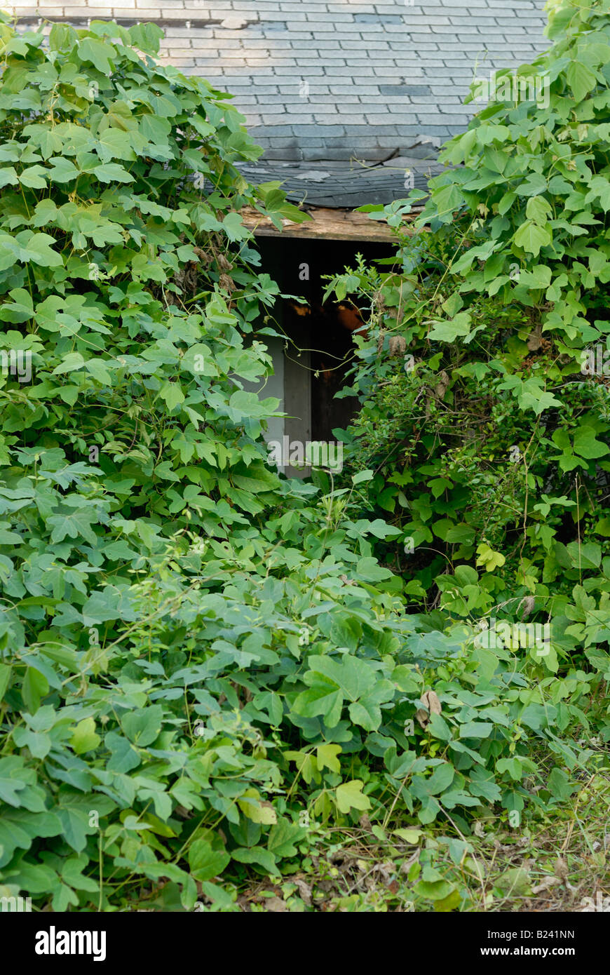 Kudzu Reben zu überholen, einem verlassenen Gebäude im Nordwesten Georgiens Stockfoto