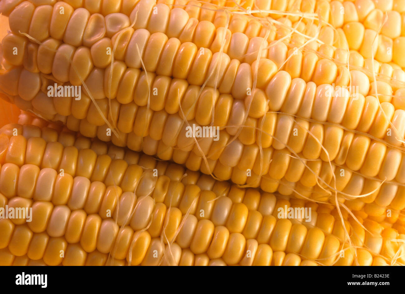 Maiskolben Stockfoto