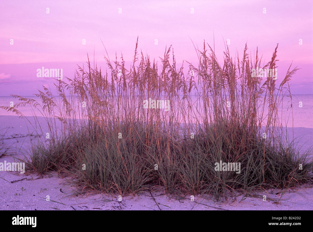 Grasbüschel auf Strand Dawn Bowmans Beach County Park Sanibel Island Florida USA Stockfoto