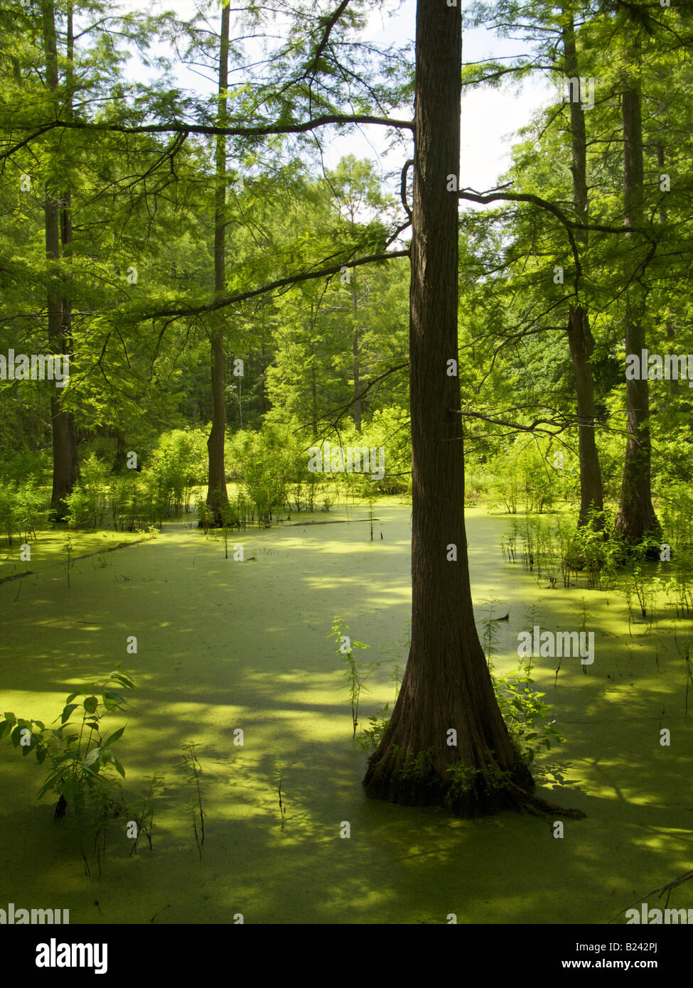 Heron-Teich in den Cache River State natürliche Bereich Südliche Illinois kahle Zypresse-Sumpf Stockfoto