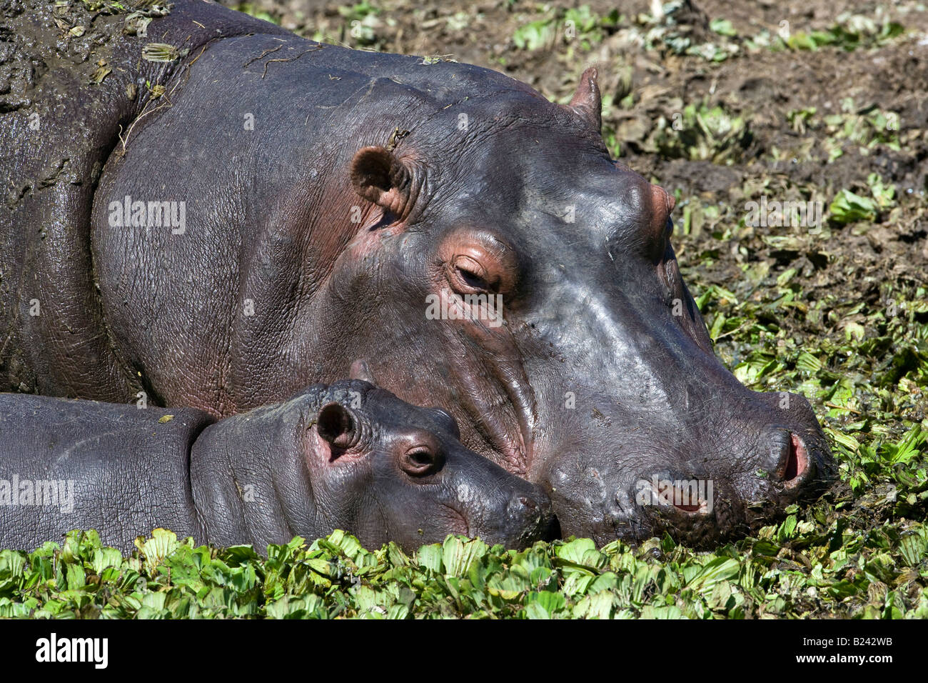 Horizontale close-up Kopfschuss von Mutter Mutter und süße niedliche kleine Baby Hippo, Köpfe berühren, Füttern in sonnendurchfluteten Sumpf der Masai Mara, Kenia Stockfoto