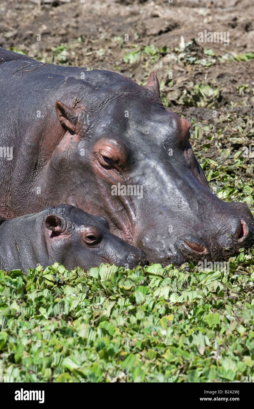 Vertikale close-up Kopfschuss von Mutter Mutter und adorable süße niedliche kleine Baby Hippo, Köpfe berühren, Füttern in sonnendurchfluteten Sumpf der Masai Mara, Kenia Stockfoto
