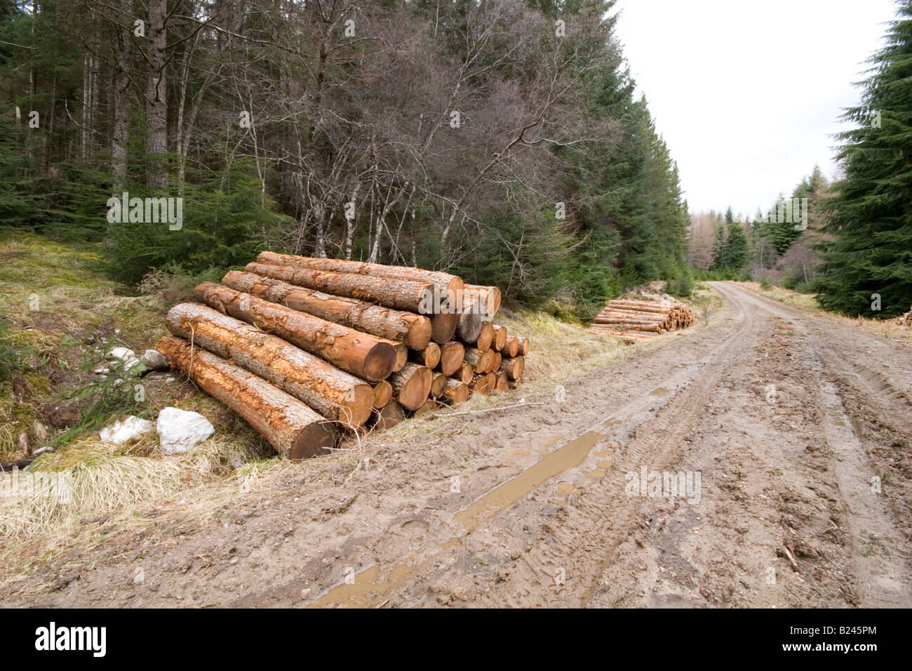Log-Pfähle im Wald wartet auf Sammlung Stockfoto