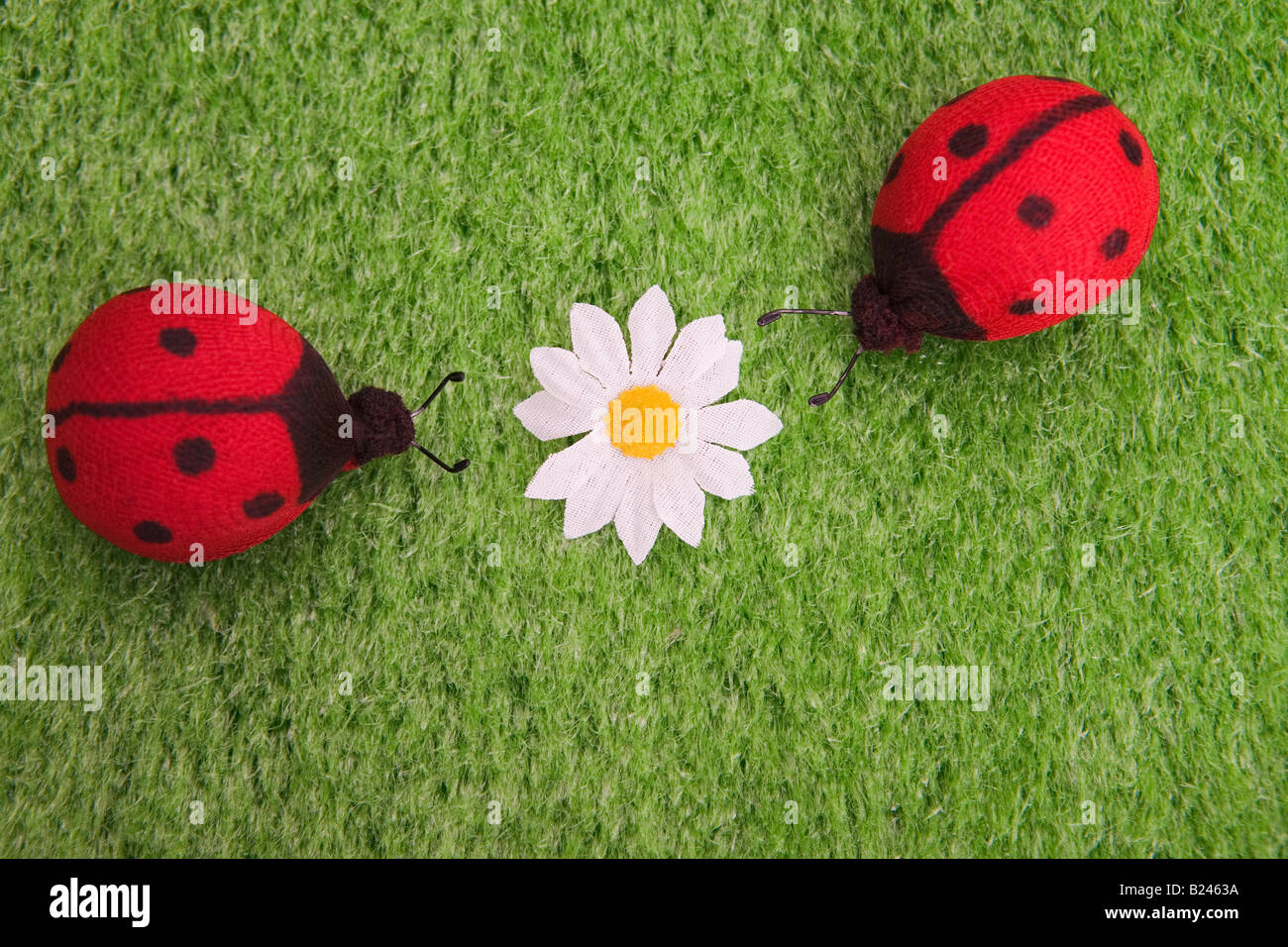 Marienkäfer und ein Gänseblümchen Stockfoto