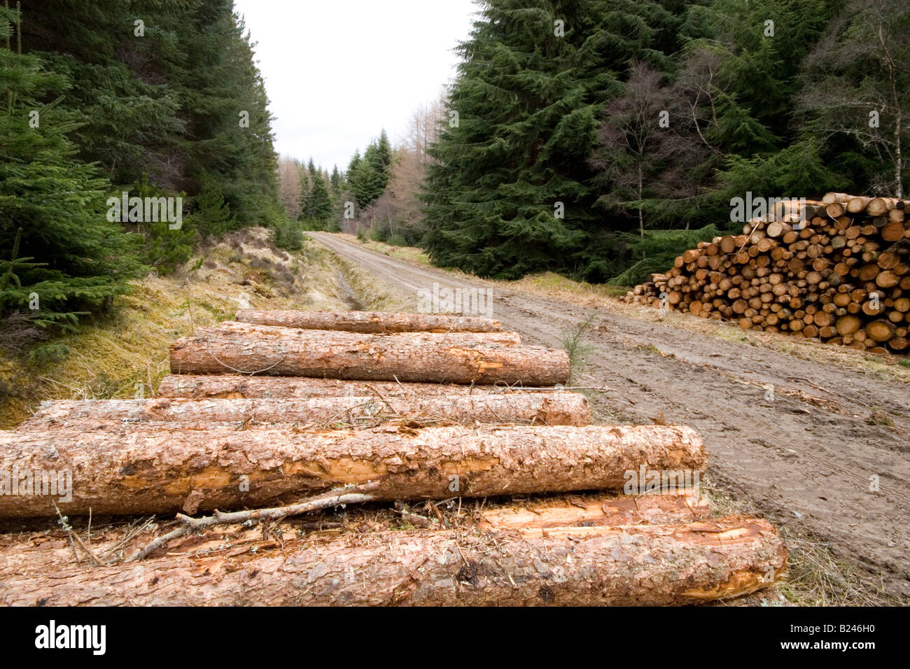 Log-Pfähle im Wald wartet auf Sammlung Stockfoto