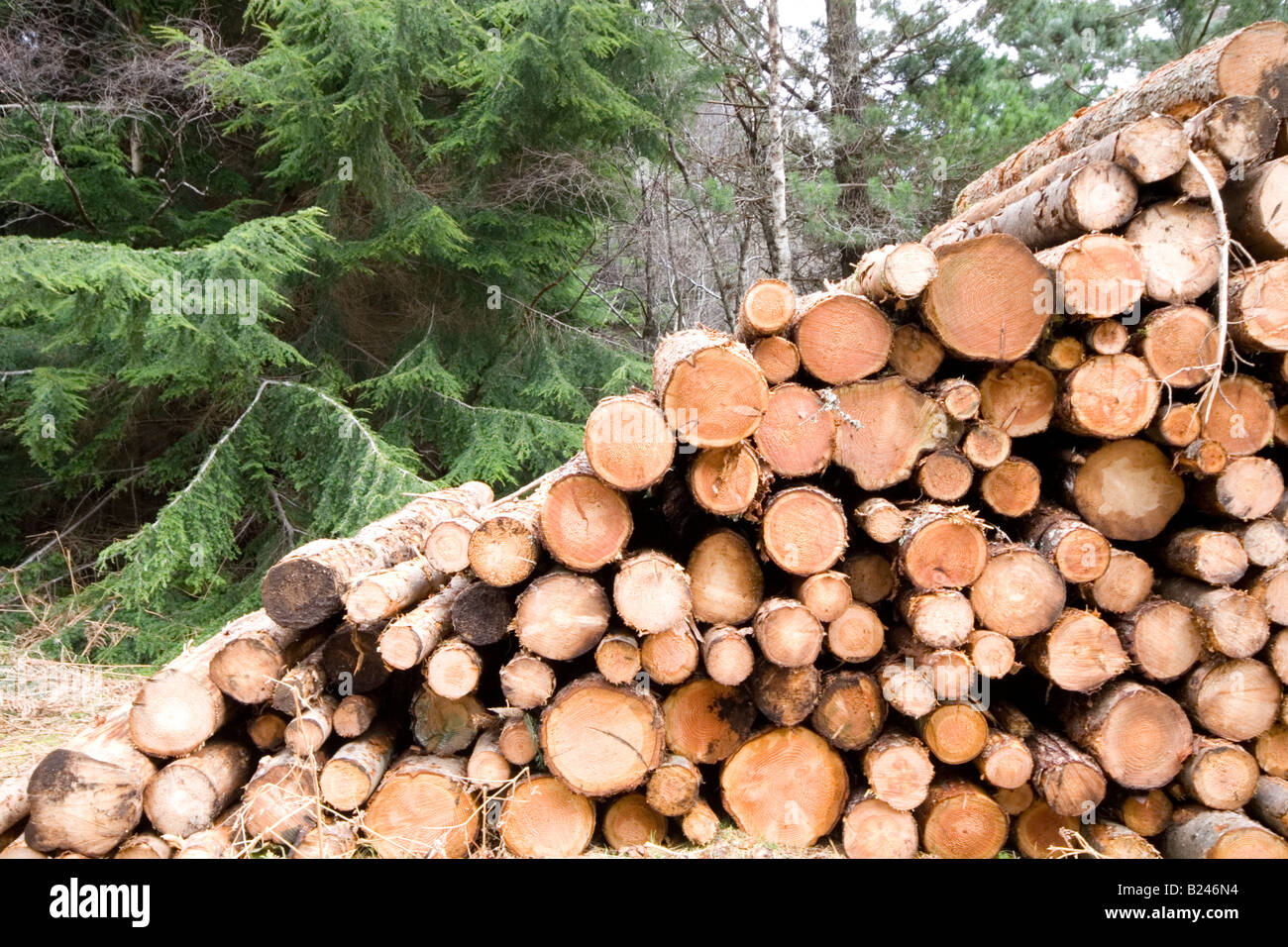 Log-Pfähle im Wald wartet auf Sammlung Stockfoto